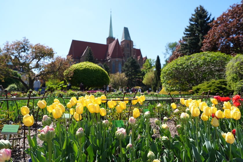 Festiwal tulipanów w Ogrodzie Botanicznym - 26.04.2025