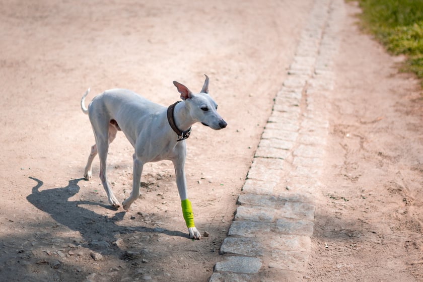 Wrocławianie spędzający majówkę w mieście - 2 maja 2025 r.