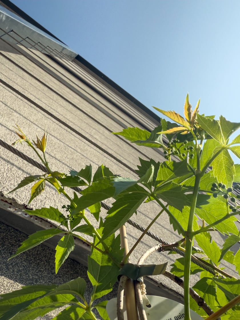 Wkr&oacute;tce pnącza opanują przygotowane dla nich kraty