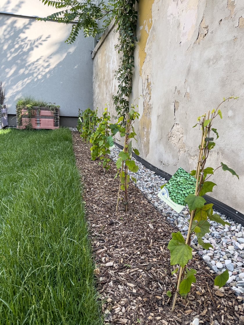 Nowe nasadzenia pod jedną ze ścian
