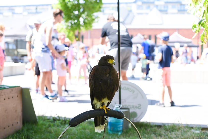 Festyn Lato w Zajezdni, 21 czerwca 2025