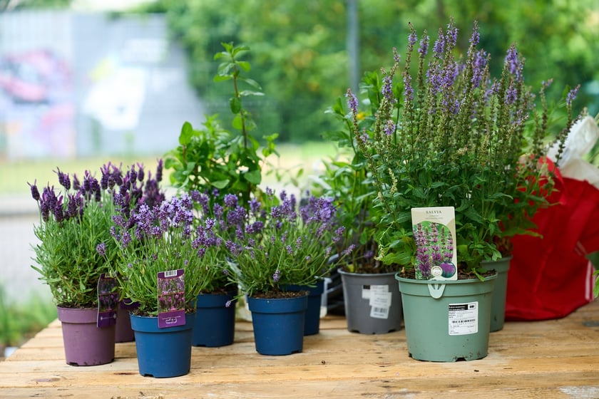 Otwarcie Zielonej Kotłowni