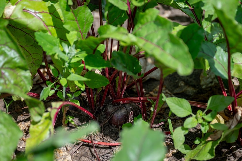 Spotkanie na Farmie Miejskiej, 18 lipca 2025