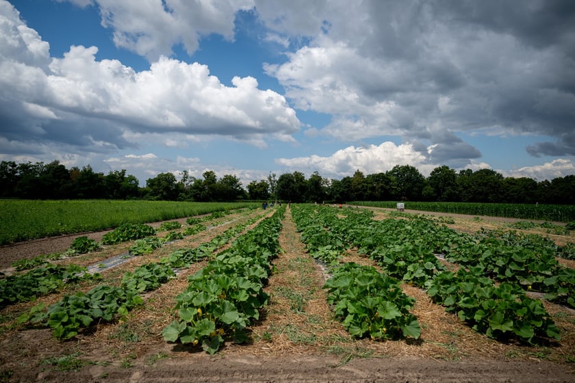 Spotkanie na Farmie Miejskiej, 18 lipca 2025