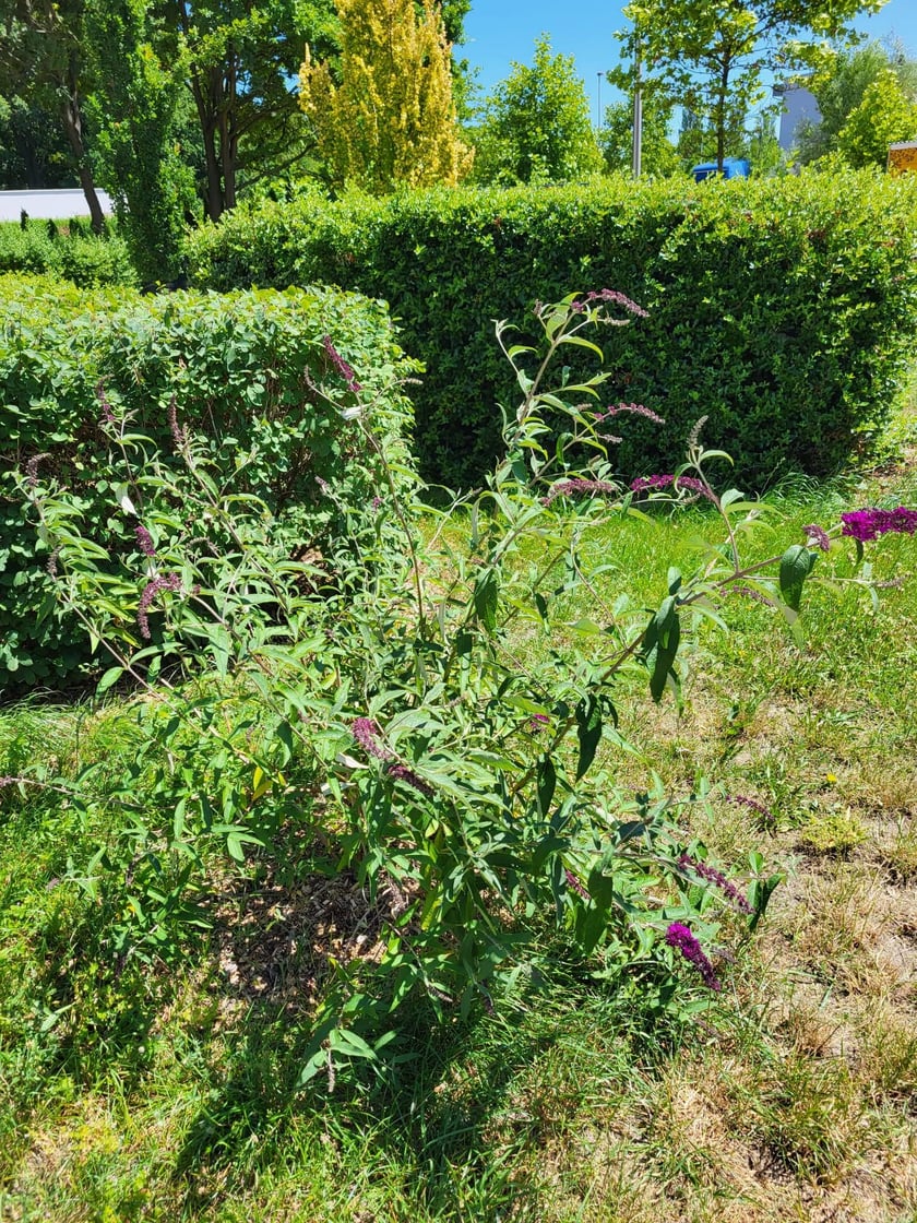 Leśnica, osiedle TBS Wrocław, nowe nasadzenia roślin