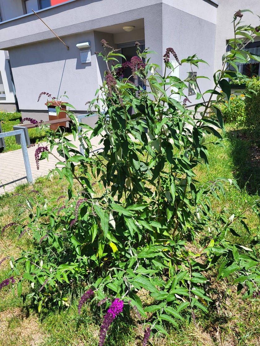 Leśnica, osiedle TBS Wrocław, nowe nasadzenia roślin