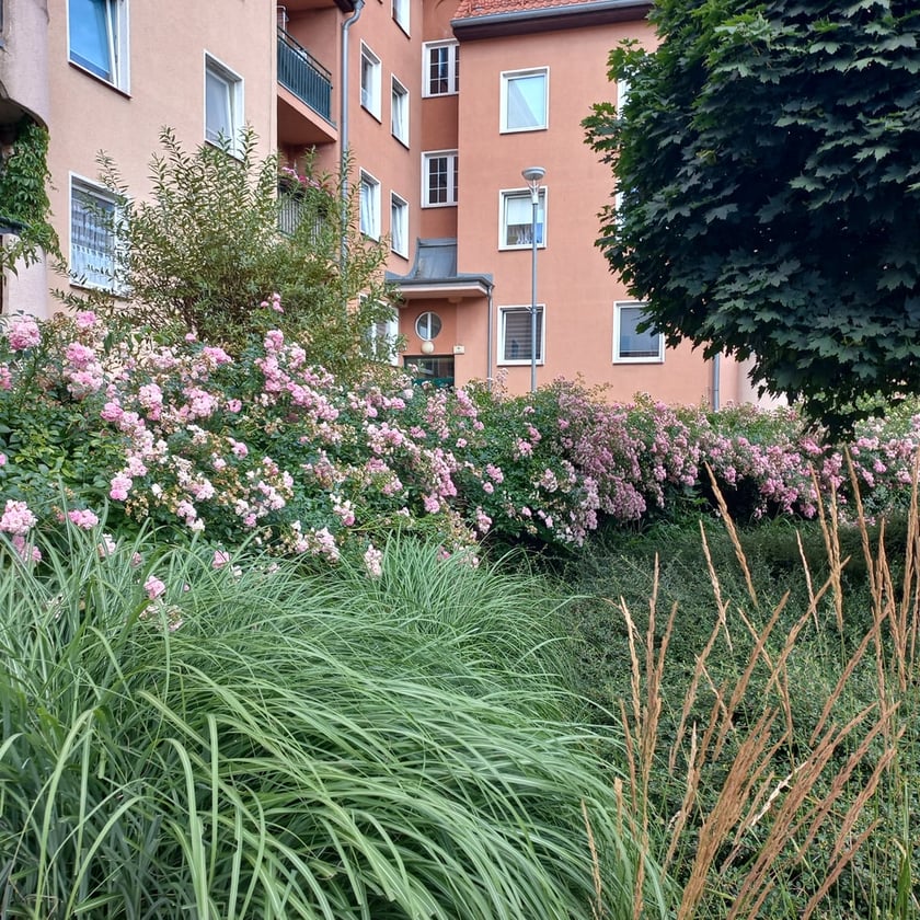 Psie Pole, osiedle TBS Wrocłąw, nowe nasadzenia roslin