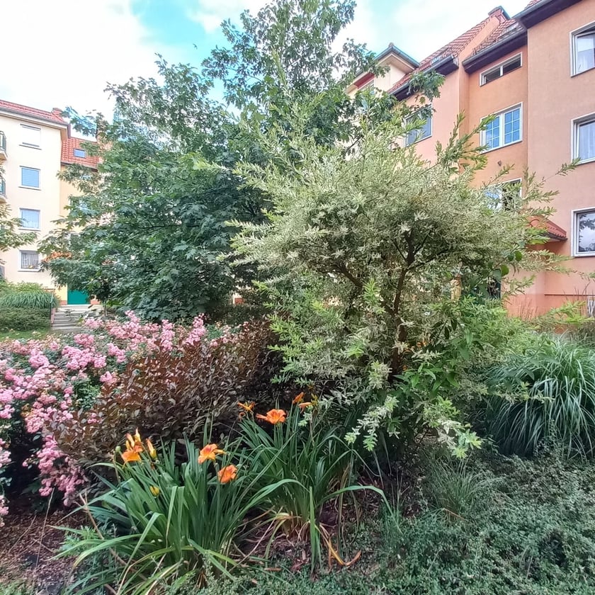 Psie Pole, osiedle TBS Wrocłąw, nowe nasadzenia roslin