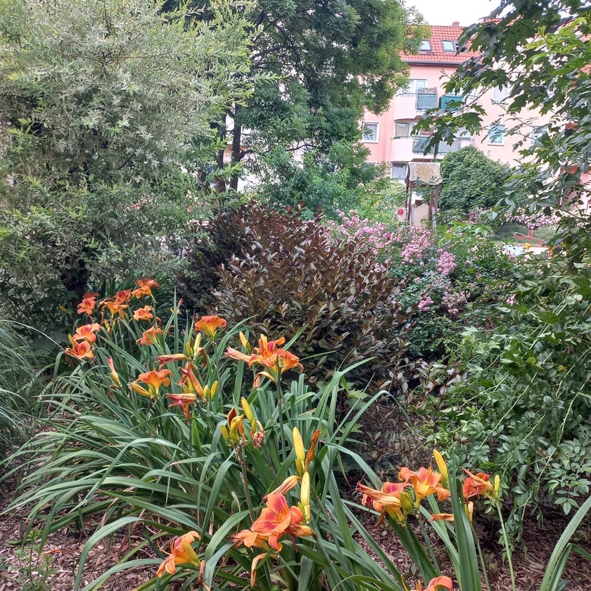 Psie Pole, osiedle TBS Wrocłąw, nowe nasadzenia roslin