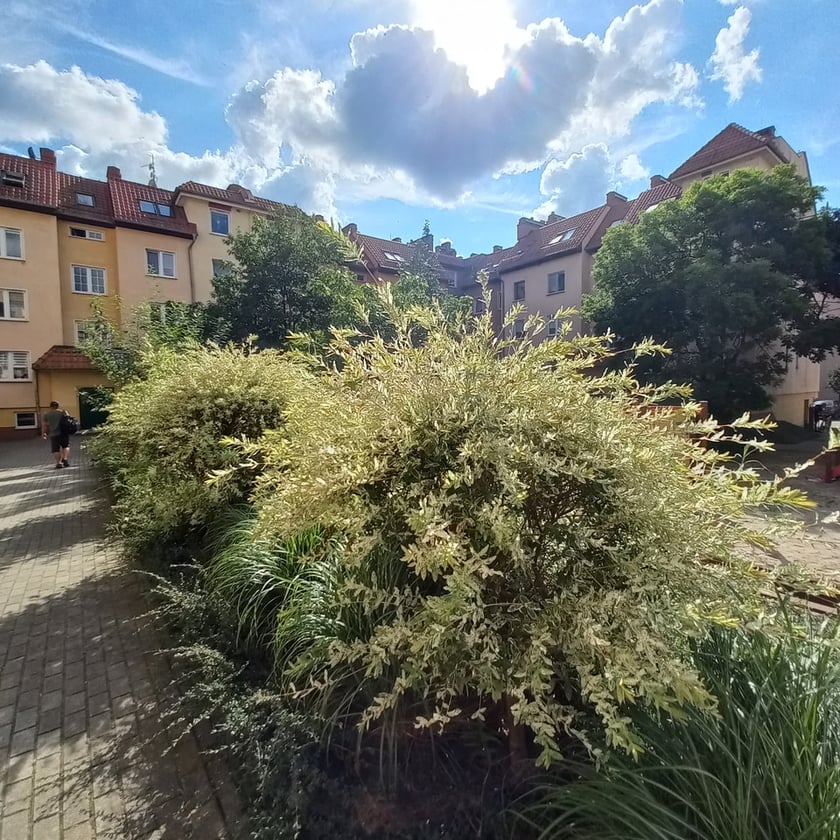 Psie Pole, osiedle TBS Wrocłąw, nowe nasadzenia roslin