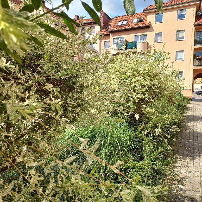 Psie Pole, osiedle TBS Wrocłąw, nowe nasadzenia roslin