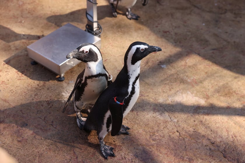 Obrączkowanie pingwinów przylądkowych w ZOO Wrocław