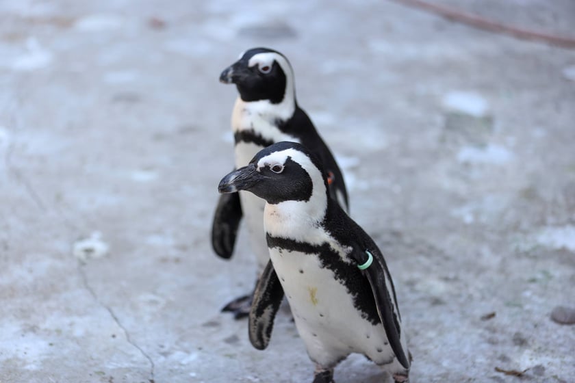 Obrączkowanie pingwinów przylądkowych w ZOO Wrocław