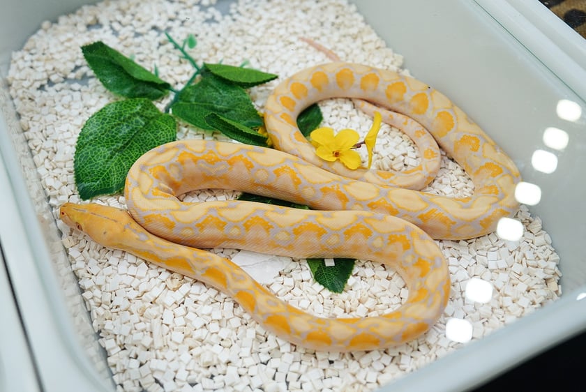 Targi ZooEgzotyka w Hali Orbita w niedzielę 21 września 2025