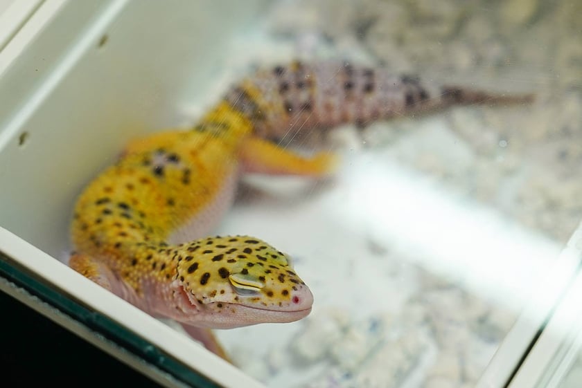 Targi ZooEgzotyka w Hali Orbita w niedzielę 21 września 2025