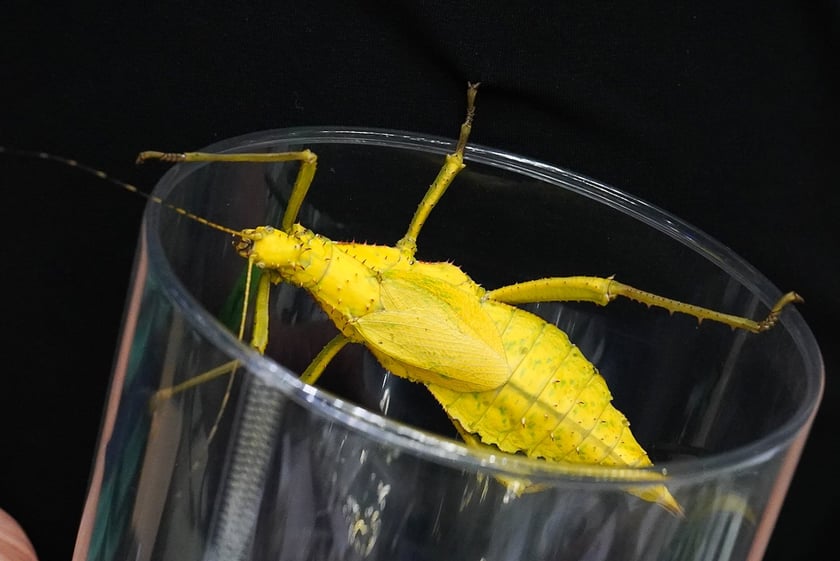 Targi ZooEgzotyka w Hali Orbita w niedzielę 21 września 2025