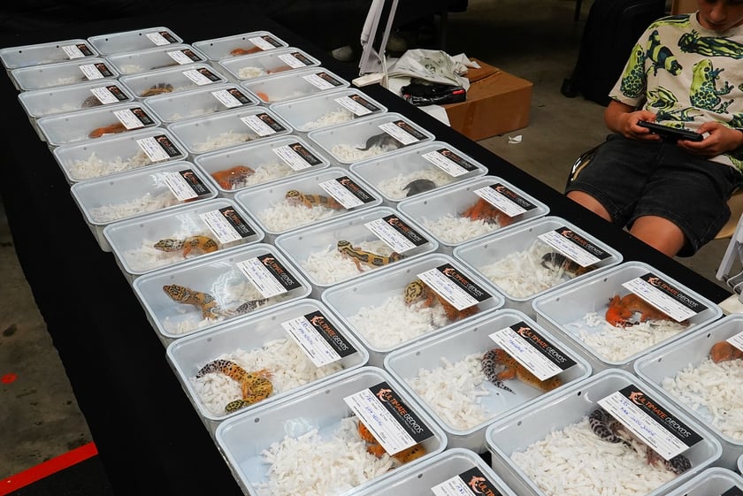 Targi ZooEgzotyka w Hali Orbita w niedzielę 21 września 2025