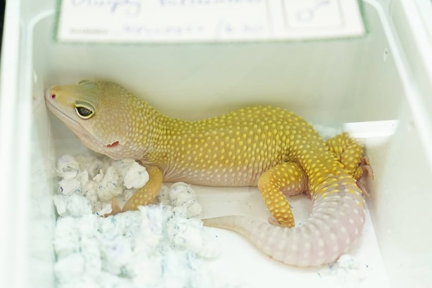 Targi ZooEgzotyka w Hali Orbita w niedzielę 21 września 2025