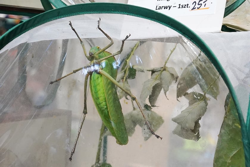 Targi ZooEgzotyka w Hali Orbita w niedzielę 21 września 2025