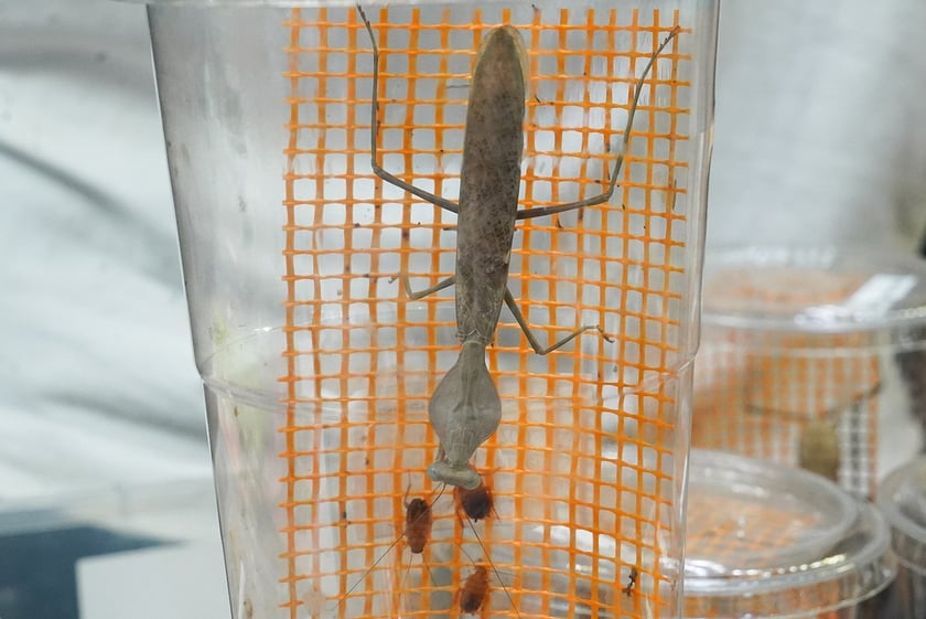 Targi ZooEgzotyka w Hali Orbita w niedzielę 21 września 2025