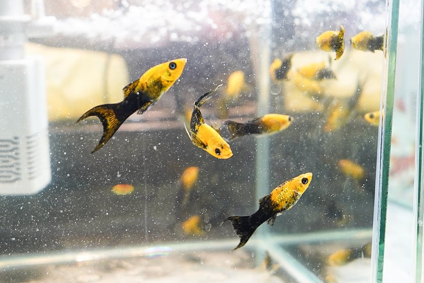 Targi ZooEgzotyka w Hali Orbita w niedzielę 21 września 2025