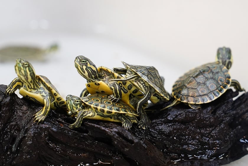 Targi ZooEgzotyka w Hali Orbita w niedzielę 21 września 2025