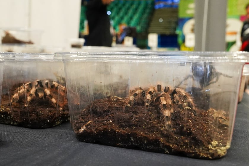 Targi ZooEgzotyka w Hali Orbita w niedzielę 21 września 2025