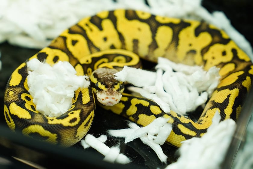 Targi ZooEgzotyka w Hali Orbita w niedzielę 21 września 2025