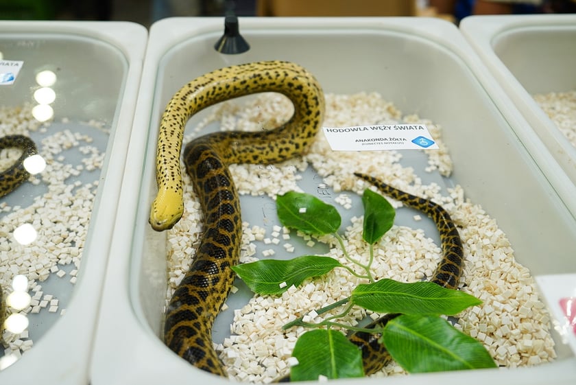 Targi ZooEgzotyka w Hali Orbita w niedzielę 21 września 2025