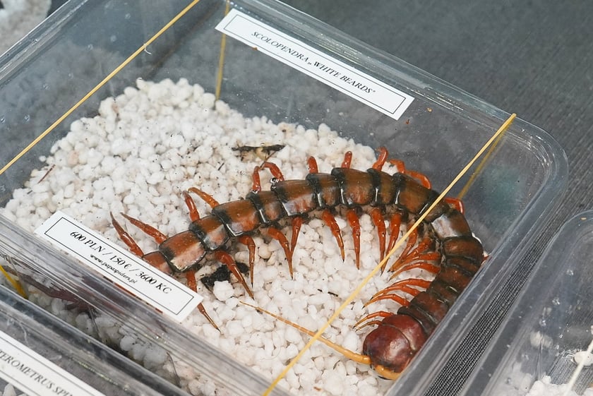 Targi ZooEgzotyka w Hali Orbita w niedzielę 21 września 2025