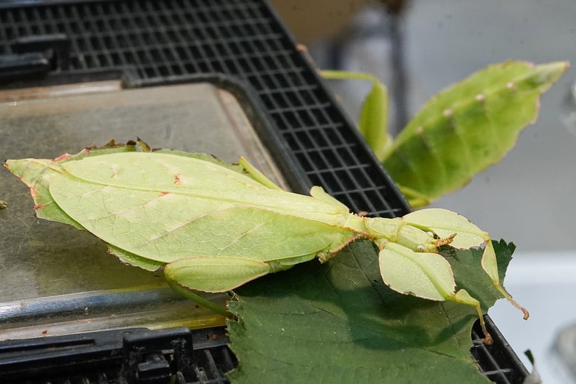 Targi ZooEgzotyka w Hali Orbita w niedzielę 21 września 2025