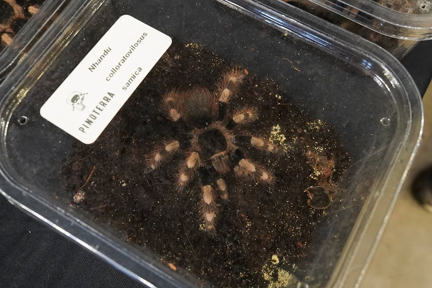 Targi ZooEgzotyka w Hali Orbita w niedzielę 21 września 2025