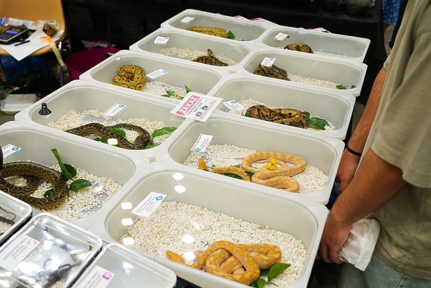 Targi ZooEgzotyka w Hali Orbita w niedzielę 21 września 2025