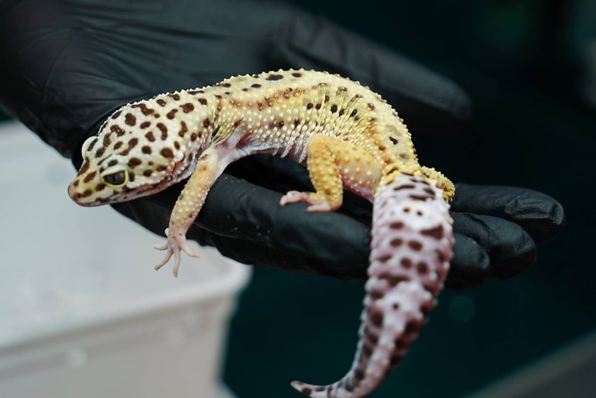 Targi ZooEgzotyka w Hali Orbita w niedzielę 21 września 2025