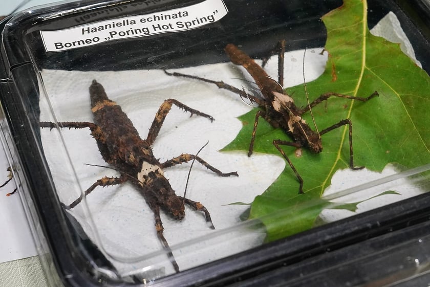 Targi ZooEgzotyka w Hali Orbita w niedzielę 21 września 2025