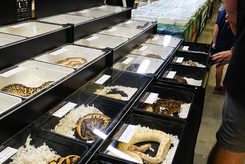 Targi ZooEgzotyka w Hali Orbita w niedzielę 21 września 2025