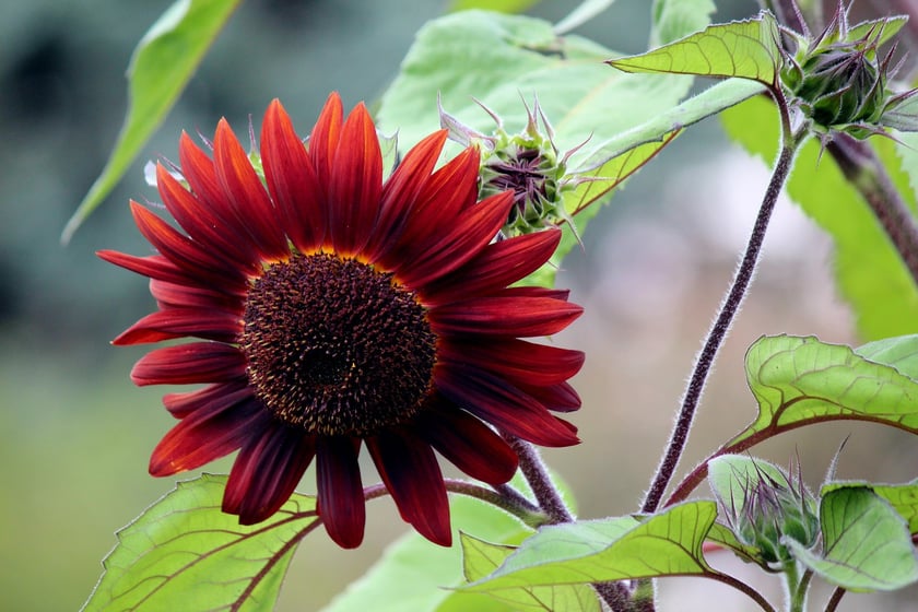 W Ogrodzie Botanicznym UWr we Wrocławiu, wrzesień 2025