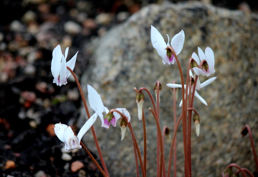 W Ogrodzie Botanicznym UWr we Wrocławiu, wrzesień 2025