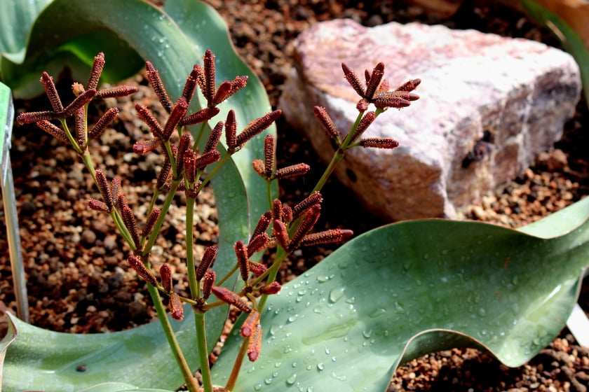 W Ogrodzie Botanicznym UWr we Wrocławiu, wrzesień 2025