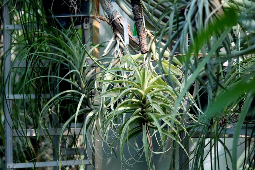 W Ogrodzie Botanicznym UWr we Wrocławiu, wrzesień 2025