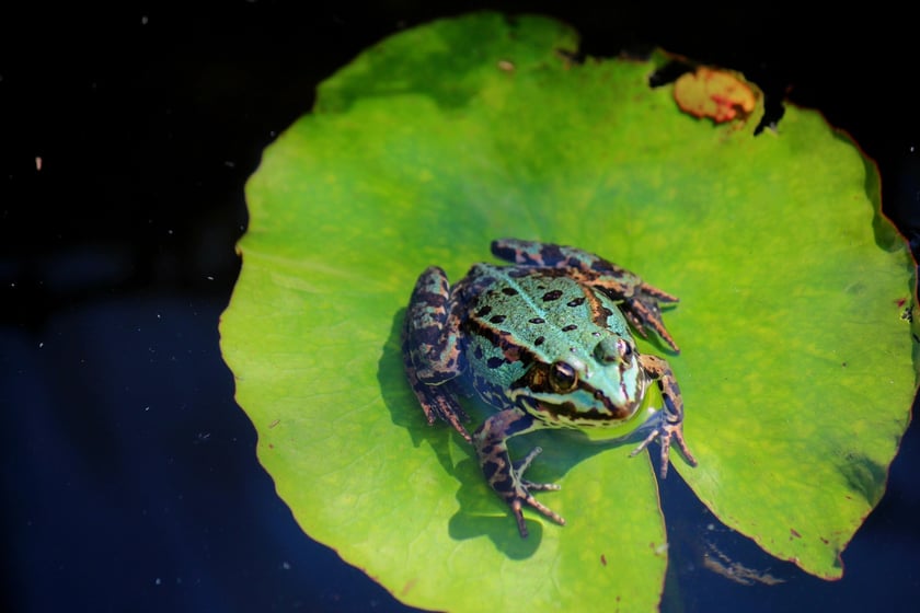 W Ogrodzie Botanicznym UWr we Wrocławiu, wrzesień 2025