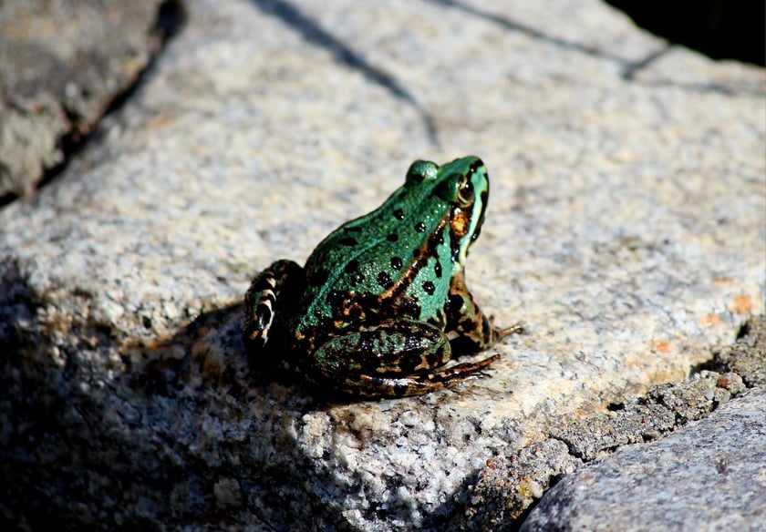 W Ogrodzie Botanicznym UWr we Wrocławiu, wrzesień 2025