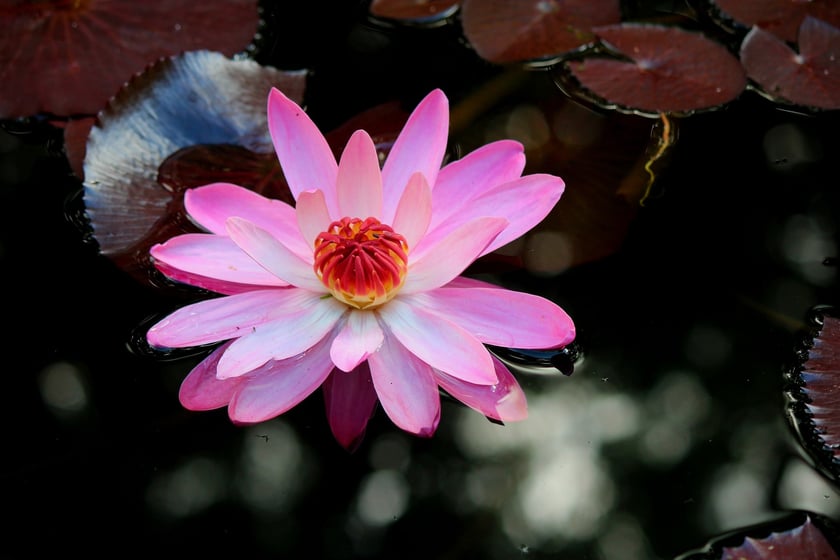 W Ogrodzie Botanicznym UWr we Wrocławiu, wrzesień 2025