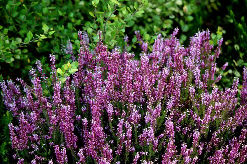 W Ogrodzie Botanicznym UWr we Wrocławiu, wrzesień 2025