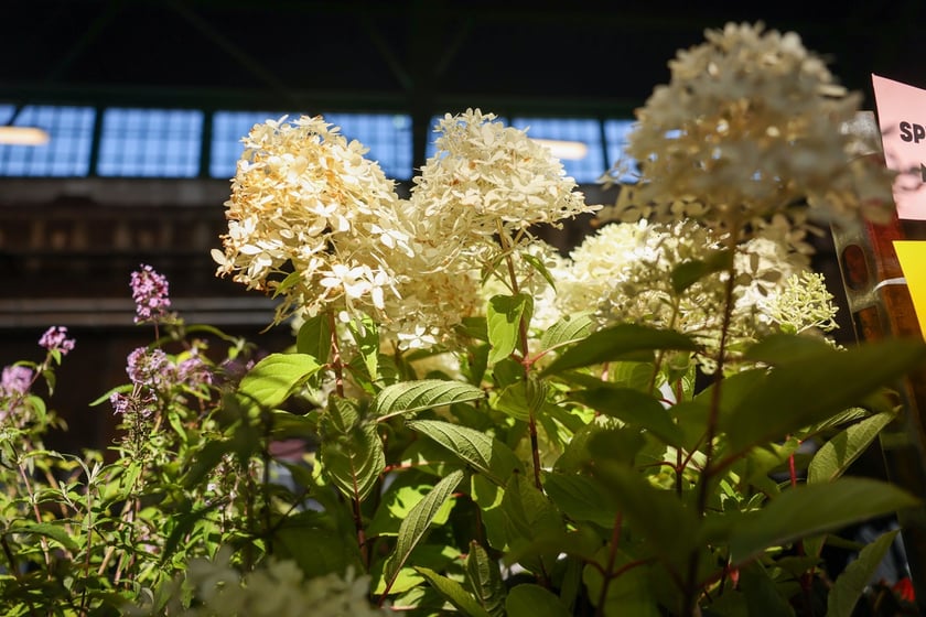 Festiwal Roślin w Czasoprzestrzeni