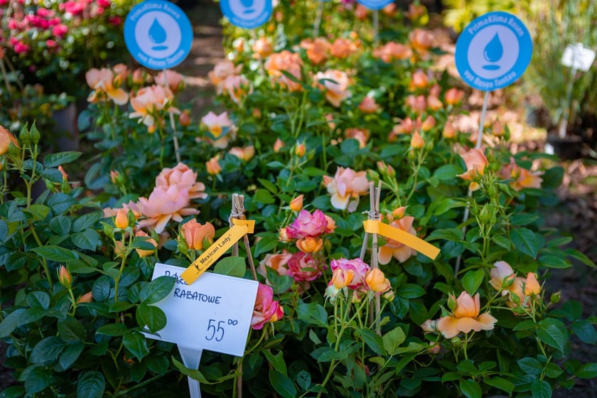 Kiermasz ogrodniczy Pamiętajcie o ogrodach na Partynicach