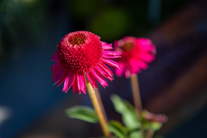 Kiermasz ogrodniczy Pamiętajcie o ogrodach na Partynicach