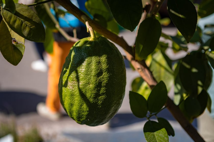 Kiermasz ogrodniczy Pamiętajcie o ogrodach na Partynicach