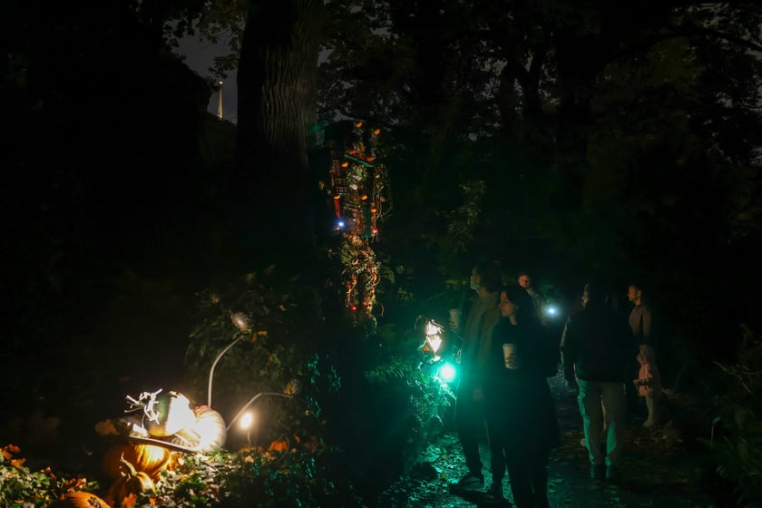 Dyniowe iluminacje w Ogrodzie Botanicznym.
