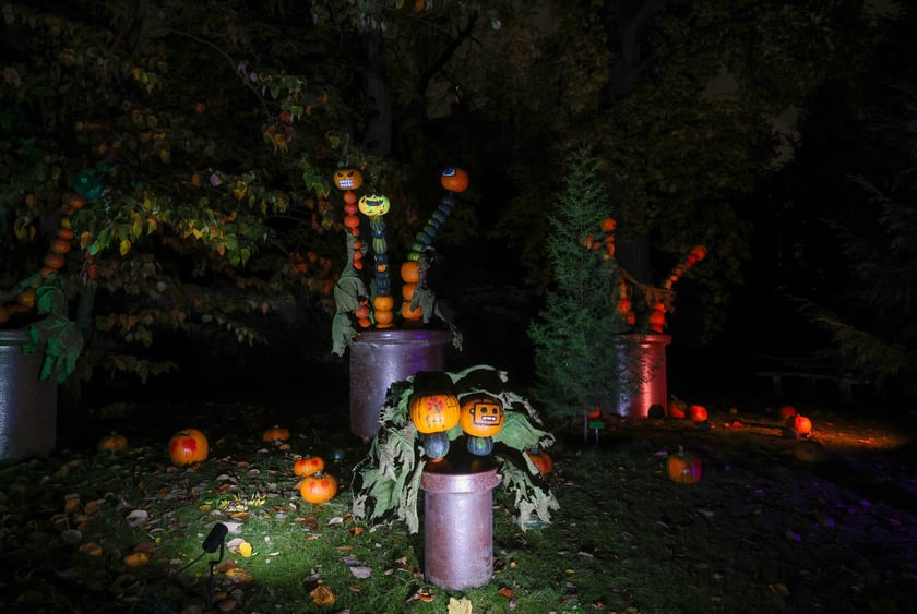 Dyniowe iluminacje w Ogrodzie Botanicznym.